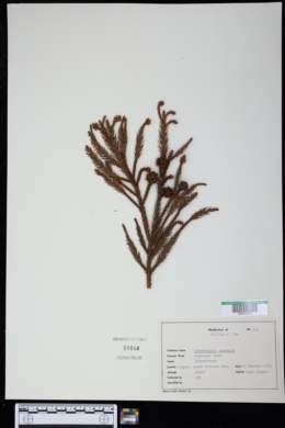 Image of Cryptomeria japonica