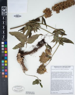 Cedronella canariensis image