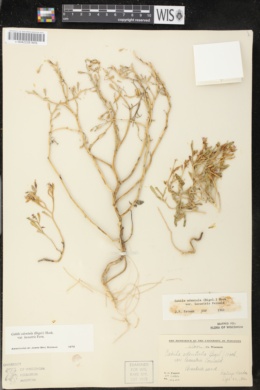 Cakile lacustris image