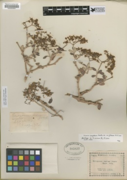Eriogonum corymbosum var. aureum image