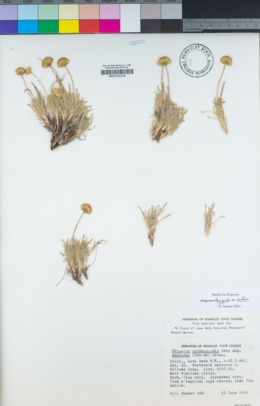 Erigeron chrysopsidis var. austiniae image