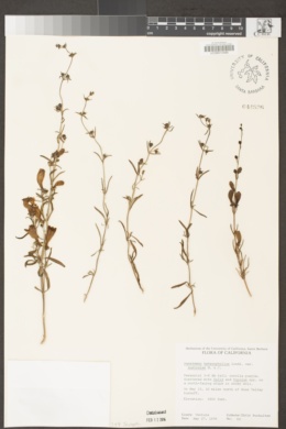 Penstemon heterophyllus var. australis image