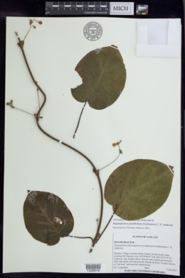 Stigmaphyllon grandifolium image