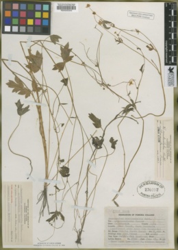 Image of Ranunculus alceus