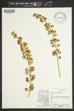 Lupinus latifolius subsp. parishii image