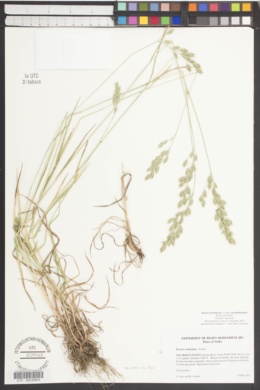 Bromus hordeaceus subsp. pseudothominei image