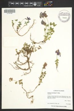 Trifolium brandegei image