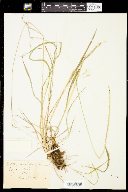 Festuca subuliflora image
