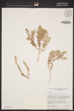 Lepidium lasiocarpum subsp. lasiocarpum image