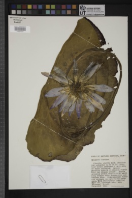 Nymphaea caerulea image