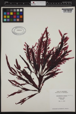 Callophyllis pinnata image
