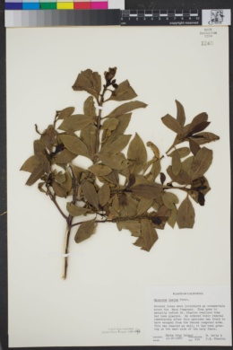 Image of Myoporum laetum