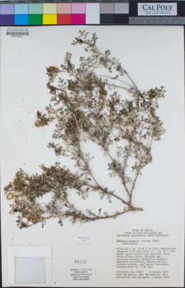 Ambrosia bryantii image
