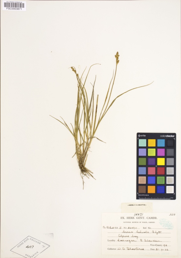 Carex helvola image