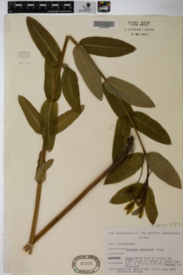 Image of Apocynum sibiricum