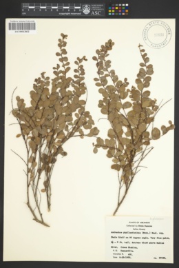 Image of Andrachne phyllanthoides