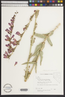 Penstemon floridus var. austinii image