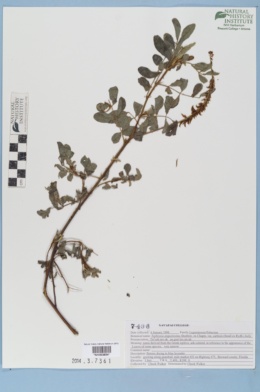 Tephrosia angustissima var. curtissii image