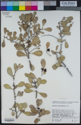 Image of Maytenus phyllanthoides
