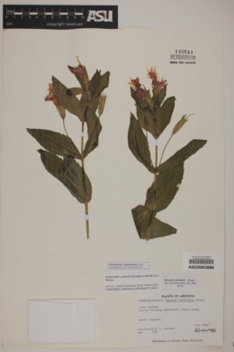 Image of Erythranthe cinnabarina
