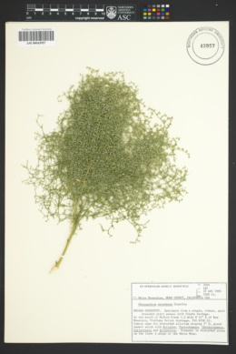 Image of Chenopodium nevadense