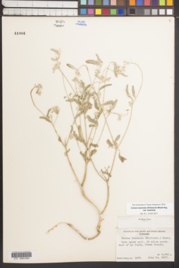 Croton texensis var. texensis image