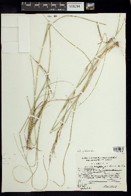 Aristida gibbosa image