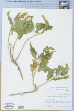 Ambrosia carduacea image