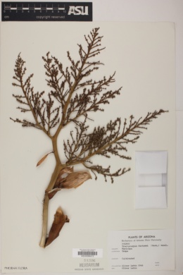 Trachycarpus fortunei image