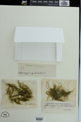 Spirogyra pulchella image