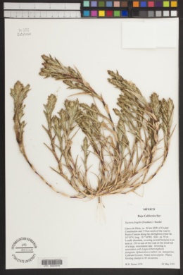 Tuctoria fragilis image