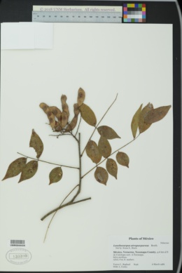 Image of Lonchocarpus atropurpureus