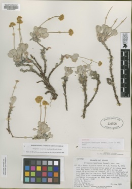 Eriogonum rosense var. beatleyae image