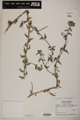 Oenothera californica subsp. arizonica image