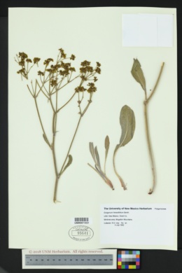 Eriogonum hieraciifolium image