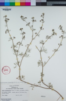 Image of Cyclospermum leptophyllum