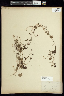 Linaria cymbalaria image