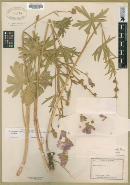 Sidalcea oregana subsp. oregana image