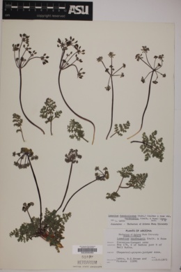 Lomatium foeniculaceum ssp. macdougalii image