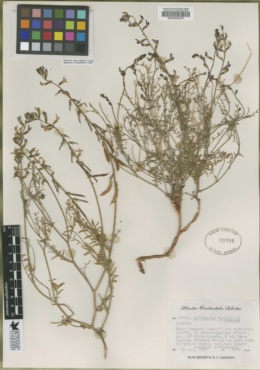 Astragalus nidularius image