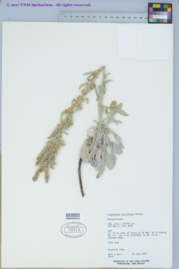 Image of Cryptantha breviflora