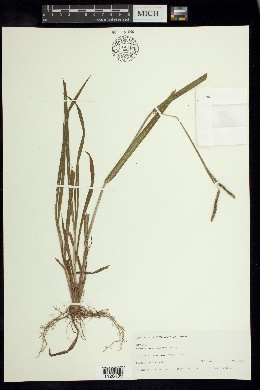 Paspalum melanospermum image