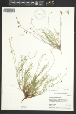 Astragalus brandegeei image