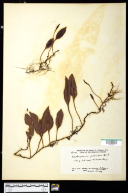 Image of Elaphoglossum pellucidum