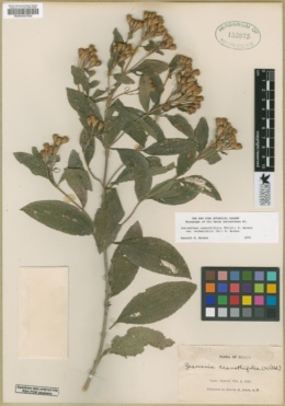 Lasianthaea ceanothifolia image