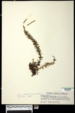 Image of Huperzia phyllantha