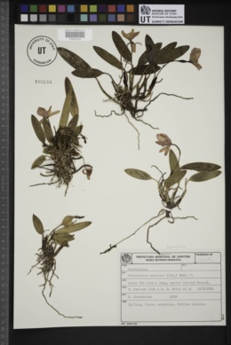 Cattleya coccinea image
