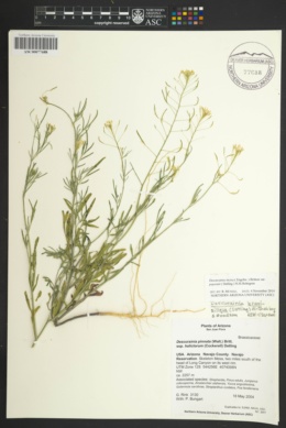 Descurainia incisa subsp. paysonii image