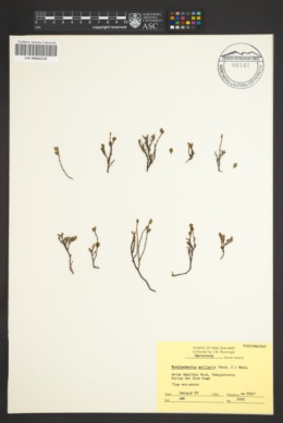 Muehlenbeckia axillaris image