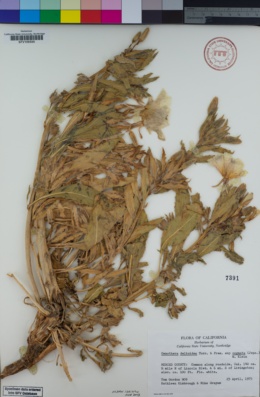 Oenothera deltoides subsp. cognata image